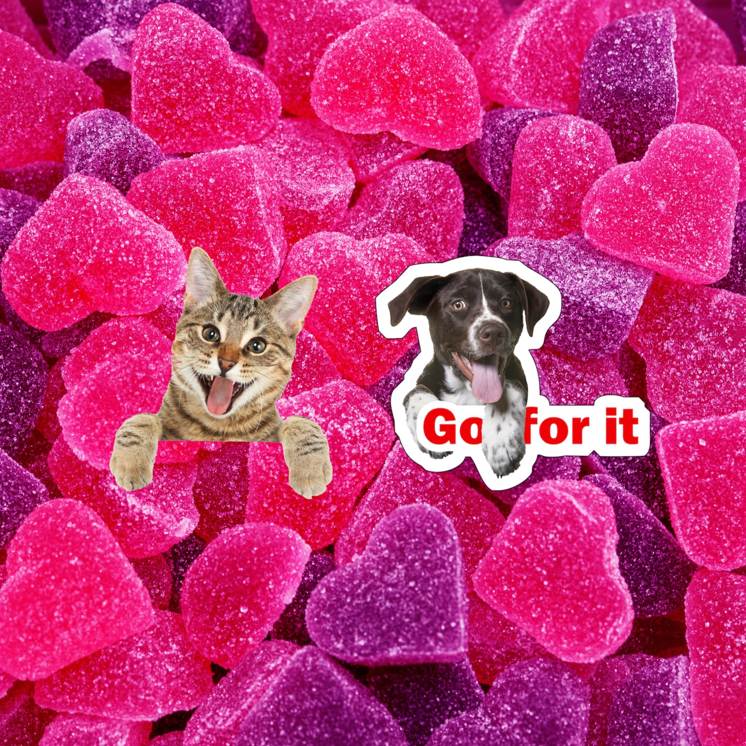 Mascotas